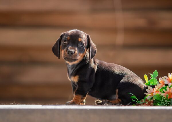 Picasso Miniature Dachshund Picasso Miniature Dachshund