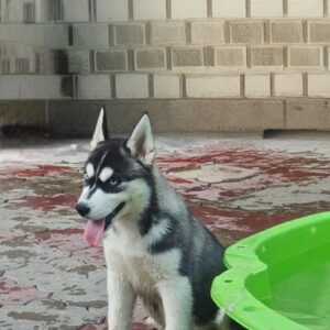 Piper Siberian Husky