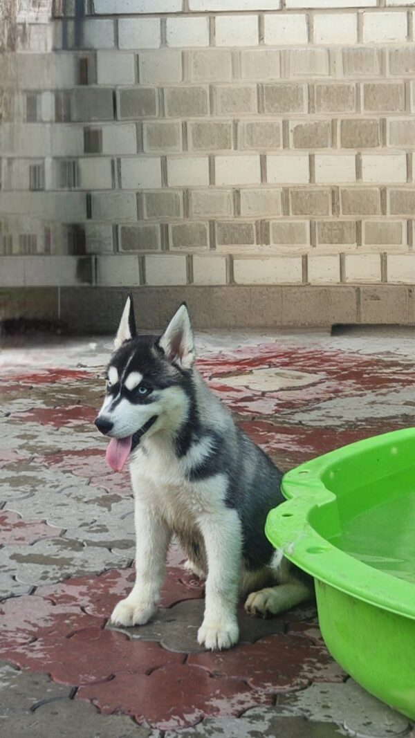 Piper Siberian Husky Piper Siberian Husky