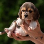 Plum-female-Beagle-puppy-for-sale-1