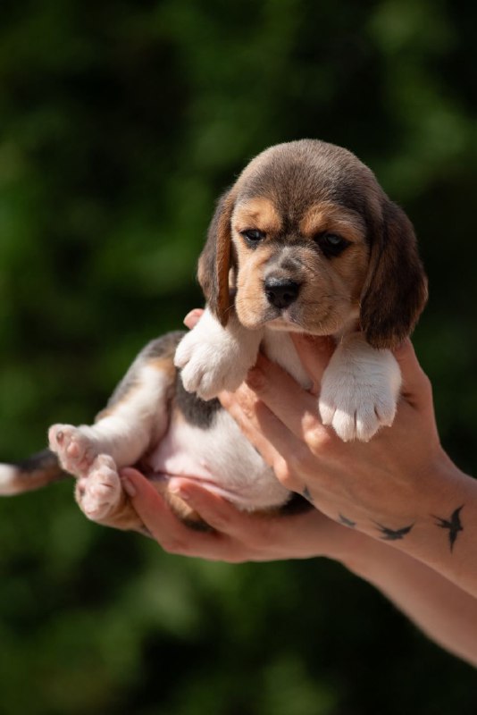 Plum Beagle Plum Beagle