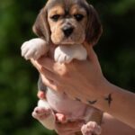 Plum-female-Beagle-puppy-for-sale-2