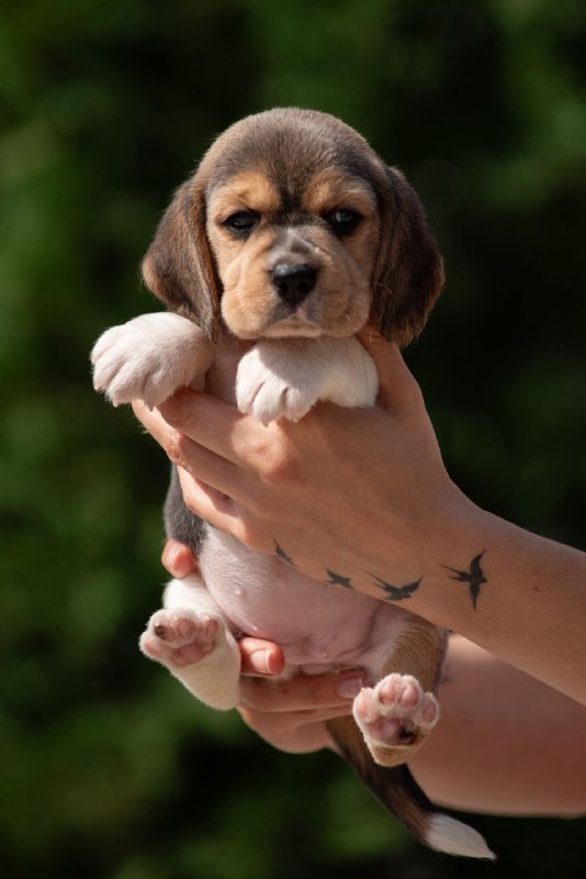 Plum Beagle Plum Beagle