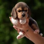 Plum-female-Beagle-puppy-for-sale-3