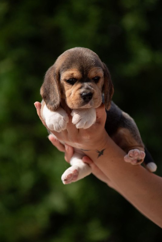 Plum Beagle Plum Beagle