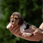Plum-female-Beagle-puppy-for-sale-4