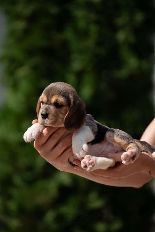 Plum Beagle Plum Beagle