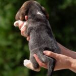 Plum-female-Beagle-puppy-for-sale-5