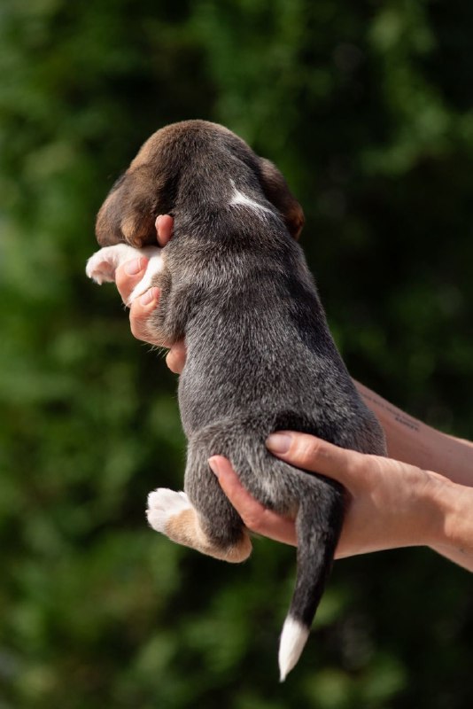 Plum Beagle Plum Beagle