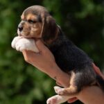 Plum-female-Beagle-puppy-for-sale-6
