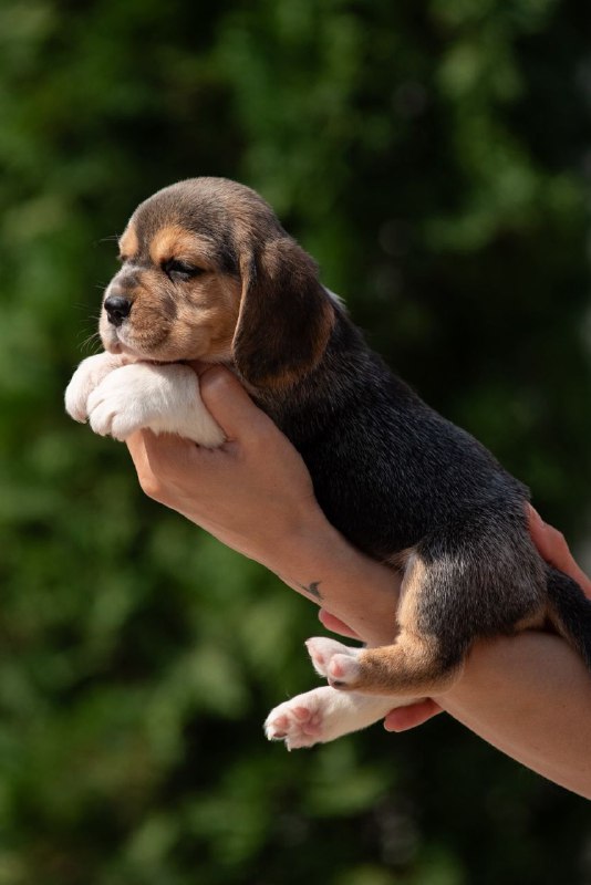 Plum Beagle Plum Beagle