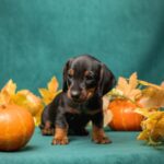 Potap-male-miniature-dachshund-puppy-for-sale-1 (1)