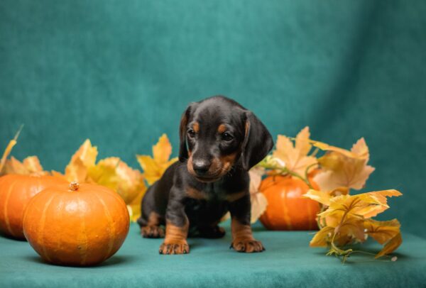 Potap Miniature Dachshund Potap Miniature Dachshund