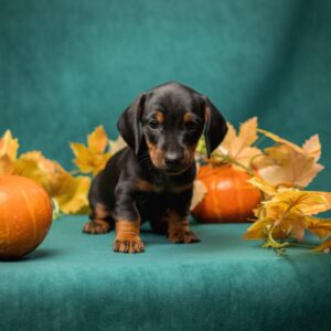 Potap Miniature Dachshund