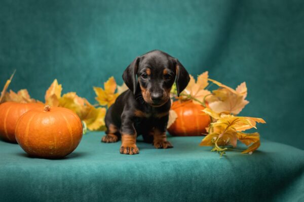 Potap Miniature Dachshund Potap Miniature Dachshund