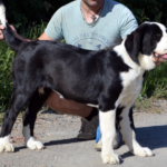 ROXANA-female-Central-Asian-Shepherd-Dog-puppy-for-sale-1