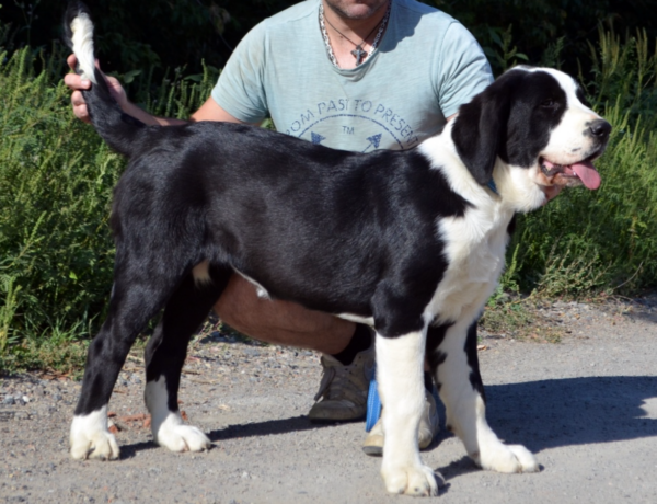 Roxana Central Asian Shepherd Dog Roxana Central Asian Shepherd Dog