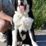 ROXANA-female-Central-Asian-Shepherd-Dog-puppy-for-sale-2