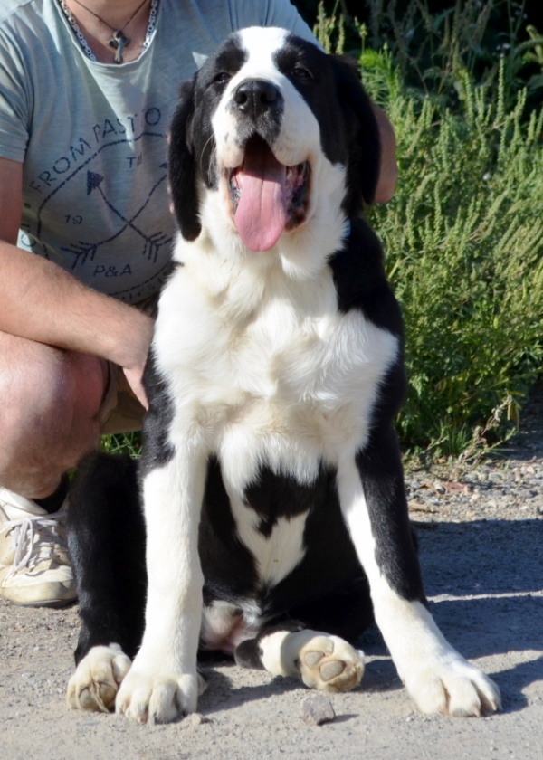 Roxana Central Asian Shepherd Dog Roxana Central Asian Shepherd Dog