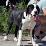 Fayra Central Asian Shepherd Dog