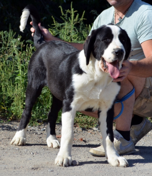 Roxana Central Asian Shepherd Dog Roxana Central Asian Shepherd Dog