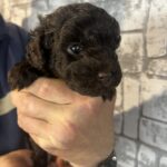Ram-male-toy-poodle-puppy-for-sale-1 (1)