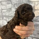 Jonny Toy Poodle
