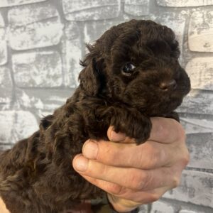 Ram Toy Poodle Ram Toy Poodle