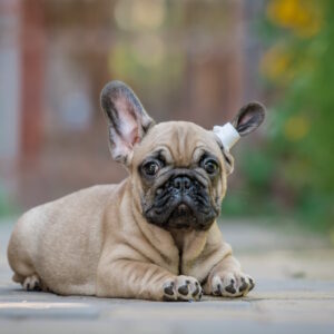Randy French Bulldog
