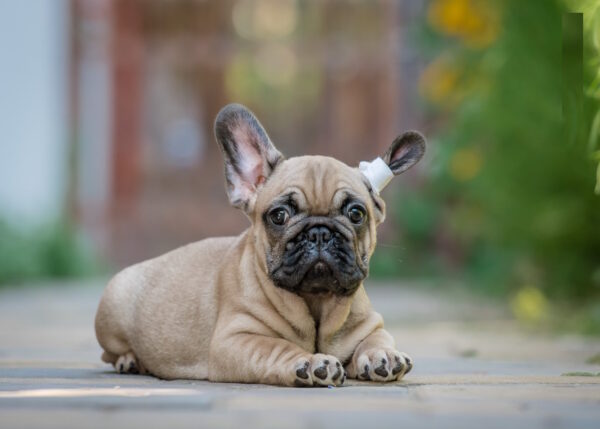 Randy French Bulldog Randy French Bulldog