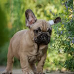 Randy-male-french-bulldog-puppy-for-sale-1 (2)