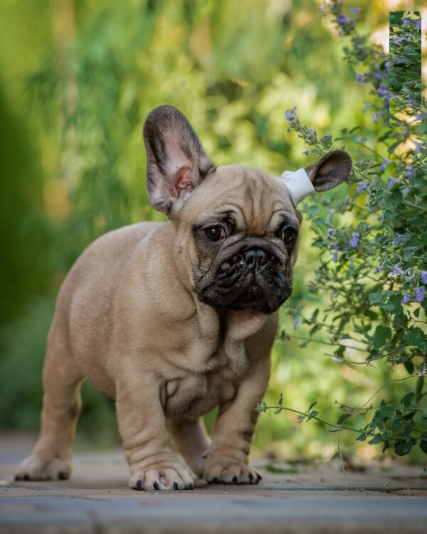 Randy French Bulldog Randy French Bulldog