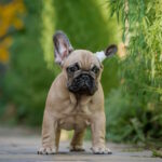 Randy-male-french-bulldog-puppy-for-sale-1 (3)