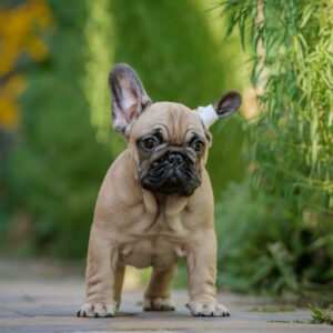 Randy French Bulldog