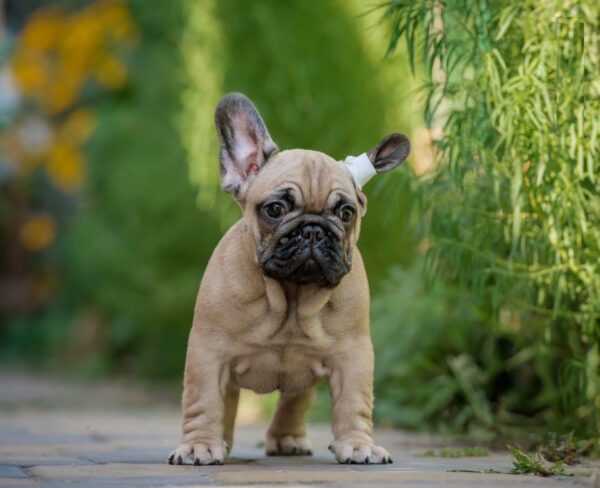 Randy French Bulldog Randy French Bulldog