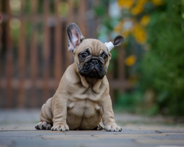 Randy French Bulldog Randy French Bulldog