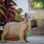 Randy-male-french-bulldog-puppy-for-sale-1 (5)