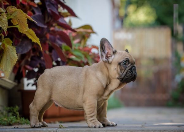 Randy French Bulldog Randy French Bulldog