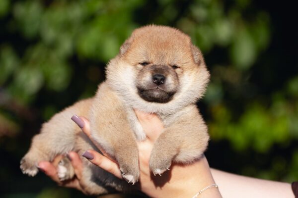 Raphael Shiba Inu Raphael Shiba Inu