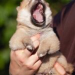 Raphael-female-shiba-inu-puppy-for-sale-1 (2)