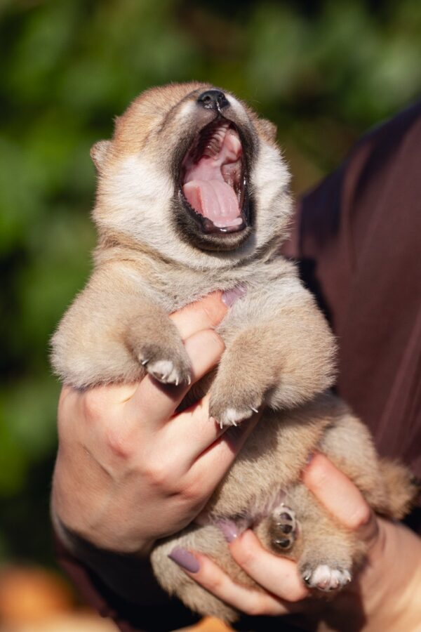 Raphael Shiba Inu Raphael Shiba Inu