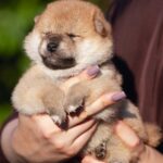 Raphael-female-shiba-inu-puppy-for-sale-1 (3)