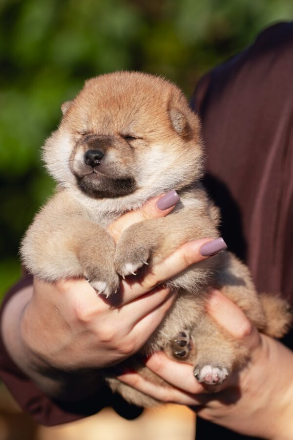 Raphael Shiba Inu Raphael Shiba Inu