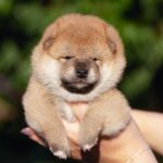 Raphael-female-shiba-inu-puppy-for-sale-1 (4)