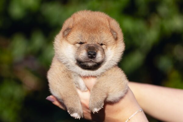 Raphael Shiba Inu Raphael Shiba Inu