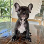 Rococo French Bulldog