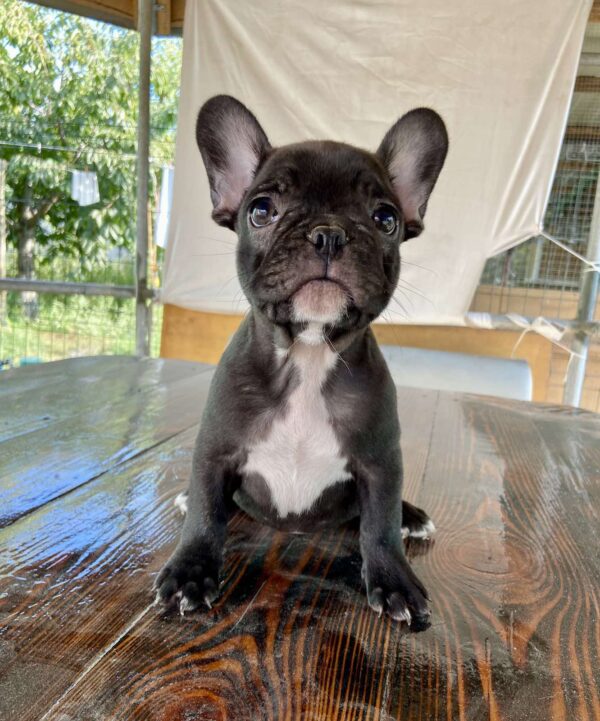 Rasim French Bulldog Rasim French Bulldog