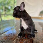Rasim-male-french-bulldog-puppy-for-sale-1 (2)