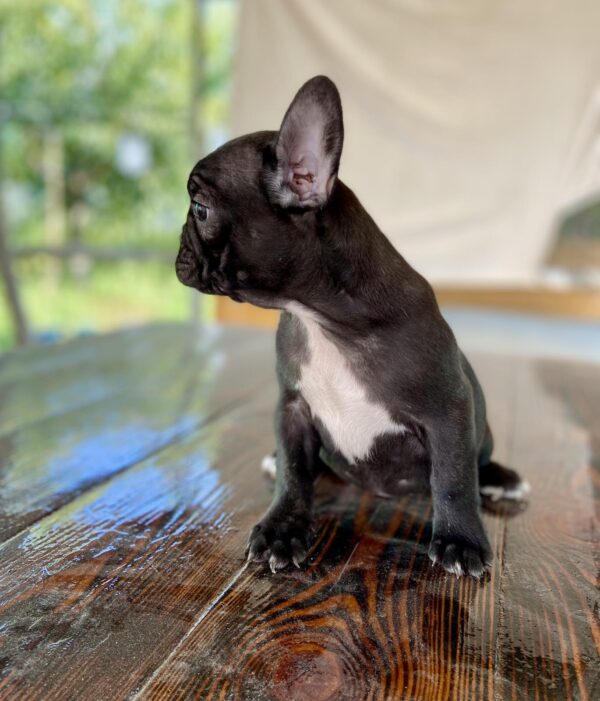 Rasim French Bulldog Rasim French Bulldog