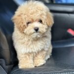 Remina-female-maltipoo-puppy-for-sale-1 (1)